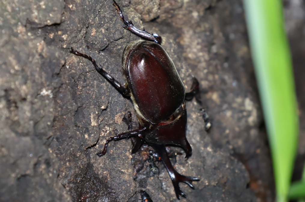 カブトムシ♂_No．3のクヌギ_クワガタ達のオアシス _2023年6月13日20時35分気温21.3度